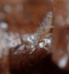 Entomobryoidea