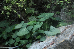 Xanthosoma robustum