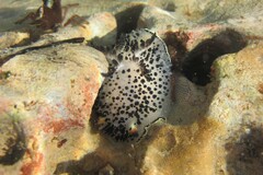 Acanthodoris rhodoceras