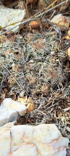 Pelecyphora hesteri