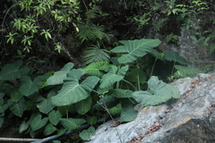 Xanthosoma robustum