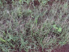 Eragrostis barrelieri