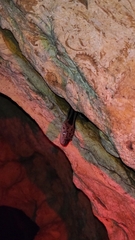 Pseudelaphe phaescens