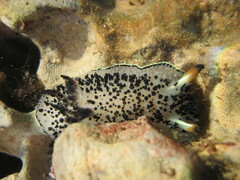 Acanthodoris rhodoceras
