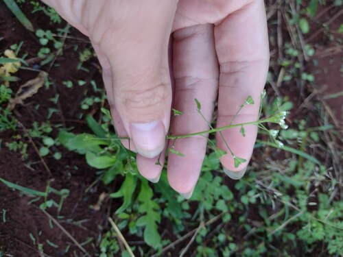 Capsella bursa-pastoris observed 2022-12-27