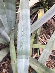 Agave macroacantha