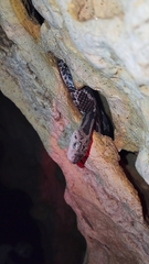 Pseudelaphe phaescens