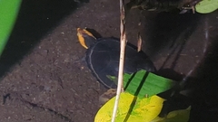 Kinosternon leucostomum image