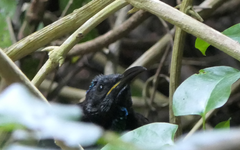 Ptiloris victoriae