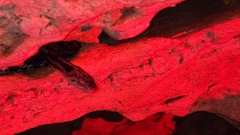 Pseudelaphe phaescens