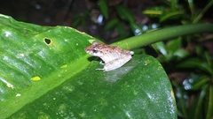 Craugastor crassidigitus