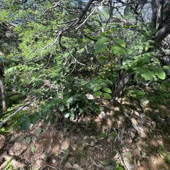 Phyllanthus botryanthus