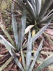 Agave macroacantha