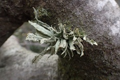 Ramalina canariensis