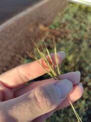 Bothriochloa pertusa