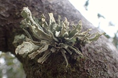 Ramalina canariensis
