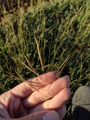 Dichanthium annulatum annulatum