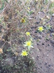 Mentzelia multiflora