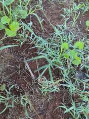 Eragrostis barrelieri