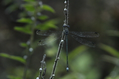 Archilestes