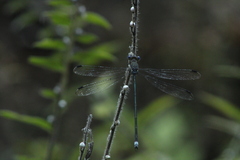Archilestes