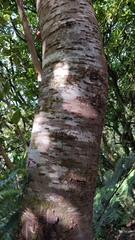 Prunus campanulata