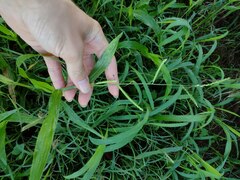 Urochloa plantaginea