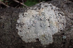 Lecanora caesiorubella