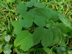 Bauhinia purpurea