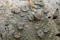 Lecanora caesiorubella