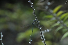 Archilestes