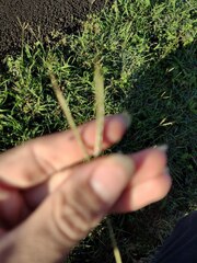 Bothriochloa pertusa