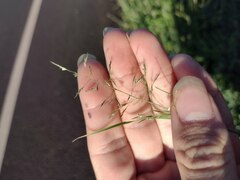 Eragrostis tenuifolia