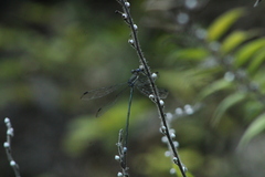 Archilestes