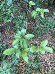 Glycosmis parviflora