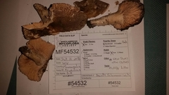 Russula eccentrica