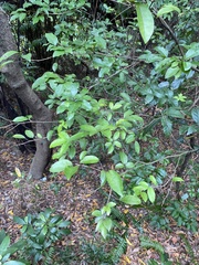 Glycosmis parviflora