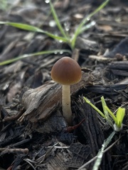 Tubariaceae