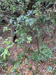 Glycosmis parviflora