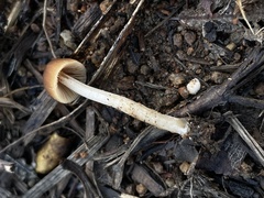 Tubariaceae