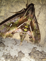 Hemeroplanes ornatus