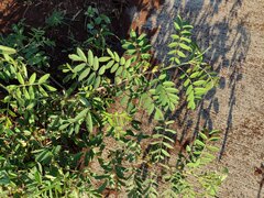 Indigofera suffruticosa
