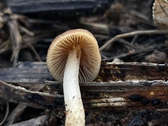 Tubariaceae