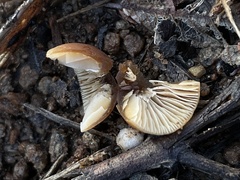 Tubariaceae