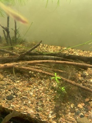 Gobiomorphus australis