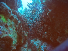 Melithaea zimmeri