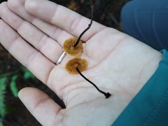 Xeromphalina cauticinalis