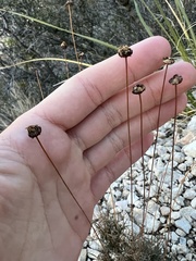 Thelesperma megapotamicum