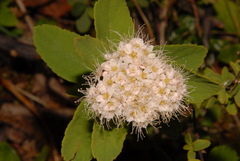 Spiraea stevenii