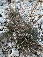 Thelesperma megapotamicum